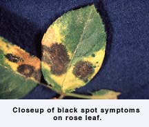 Closeup of black spot symptoms on rose leaf